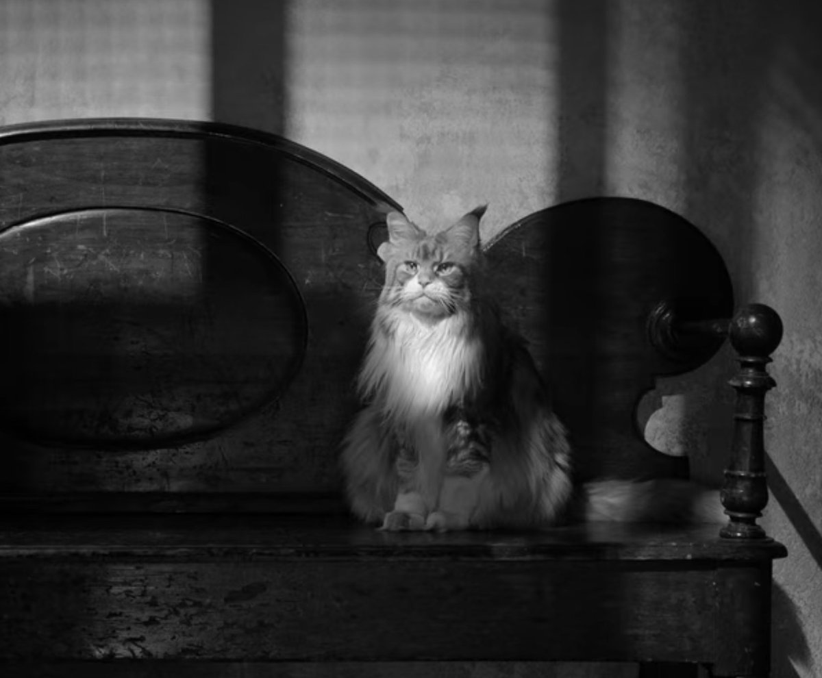 Lucio the cat gives an Oscar-worthy performance in #Ripley The side-eye on that creature