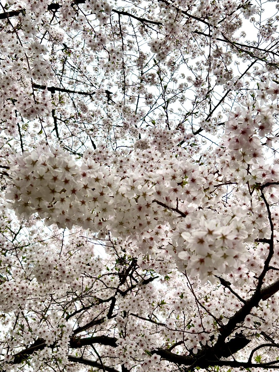 flower outdoors tree no humans cherry blossoms scenery nature  illustration images