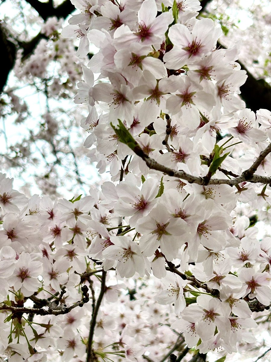 flower outdoors tree no humans cherry blossoms scenery nature  illustration images