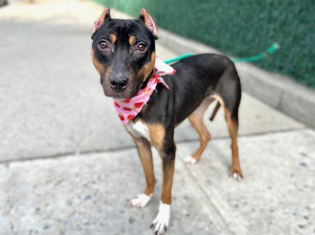 BEGGING U again on this wee girl! LADY BABY #194991 tiny 35lb,9mo #Puppy! She cries while alone in her kennel,then is so overjoyed when she sees someone.She's a good baby, desperate to b loved,WE can't let them KILL her! PLZ #ADOPT #FOSTER OR #PLEDGE TO ATTRACT A RESCUE #NYCACC