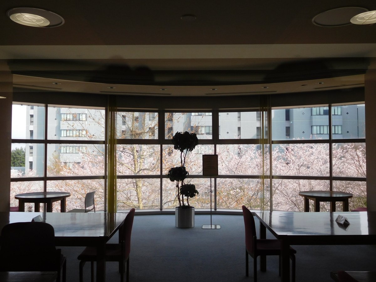 jaistlibrary's tweet image. 中庭の桜が満開に近づいてきました。図書館からも綺麗に見えますので,散る前にぜひ一度お立ち寄りください。 Cherry blossoms are blooming and look beautiful from the library. Cherry blossom season is not so long, please drop by once before its end.