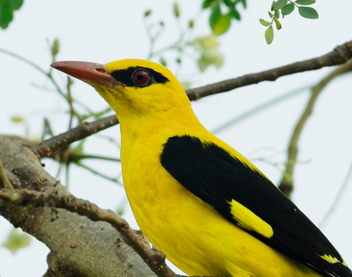 A face to remember. A face that launches a thousand exclamation marks! Indian Golden Oriole (Oriolus kundoo) male that passed through my garden studio. #IndiAves #ThePhotoHour #BBCWildlifePOTD #natgeoindia #Bhubaneswar #odisha #india