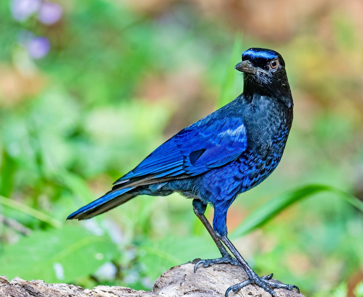 'Begin this week with the intention to spread kindness, love, and positivity wherever you go.' Malabar whistling thrush #TwitterNatureCommunity #IndiAves #NaturePhotography #BBCWildlifePOTD #NatureBeauty #BirdsOfTwitter #Birds2024