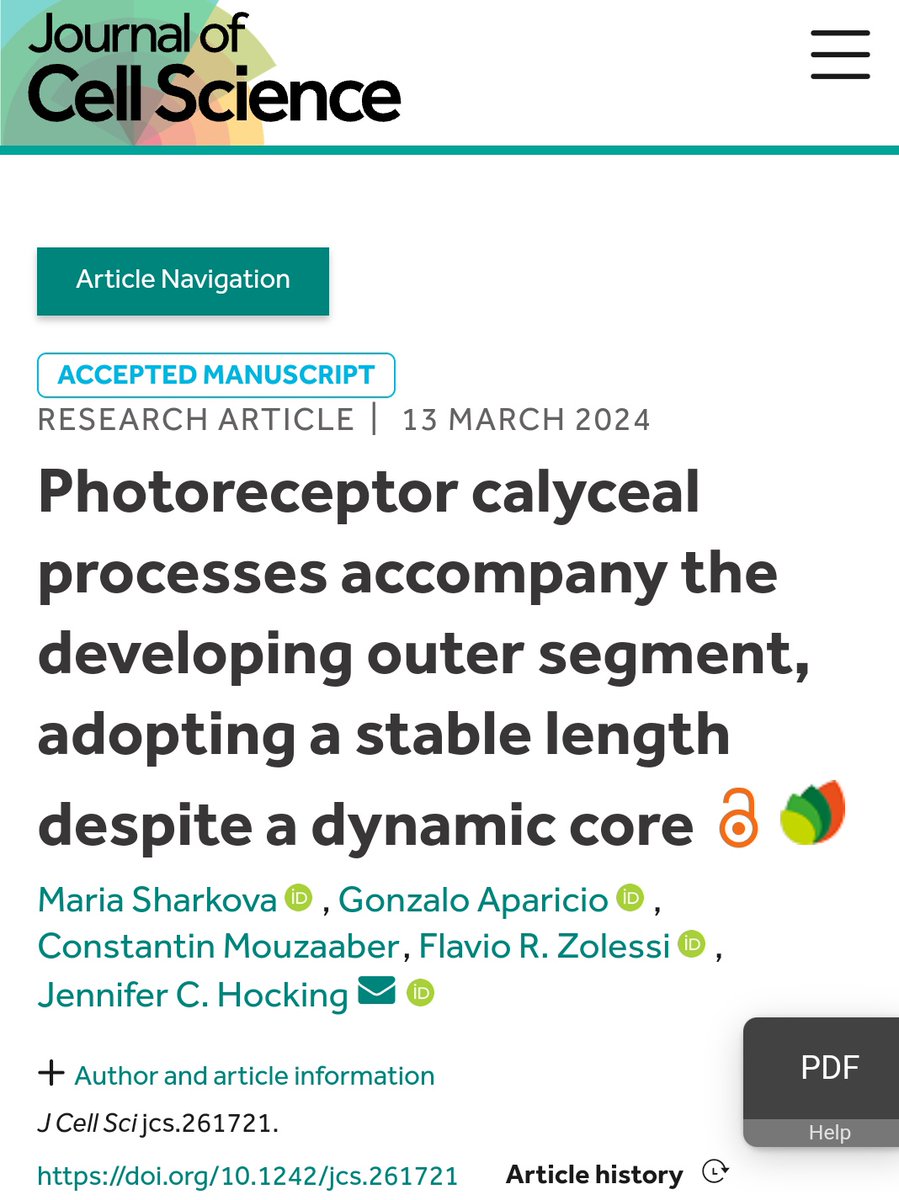 FZolessi's tweet image. Our new collaboration article on retinal photoreceptor &quot;hair&quot; published as an accepted manuscript in @J_Cell_Sci, with Masha Sharkova and Jen Hocking @UAlberta. @_GonzaAparicio. Open access: doi.org/10.1242/jcs.26… A long thread... 1/11