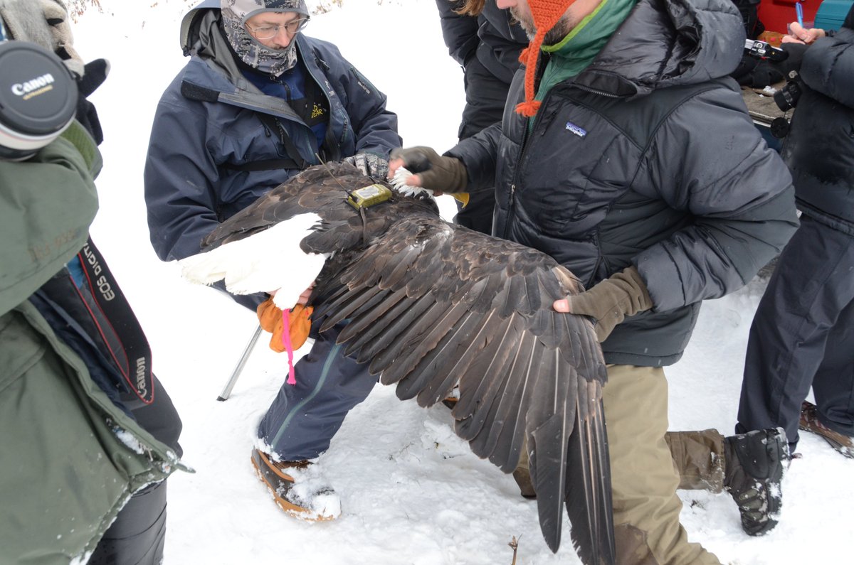 How many bald eagles do you see? Back in 2011 we moved to the Chilkat Bald Eagle Preserve 20 miles from Haines, Alaska. A late salmon run brings thousands of eagles in the fall. We put GPS backpacks on them to see where they came from. /1