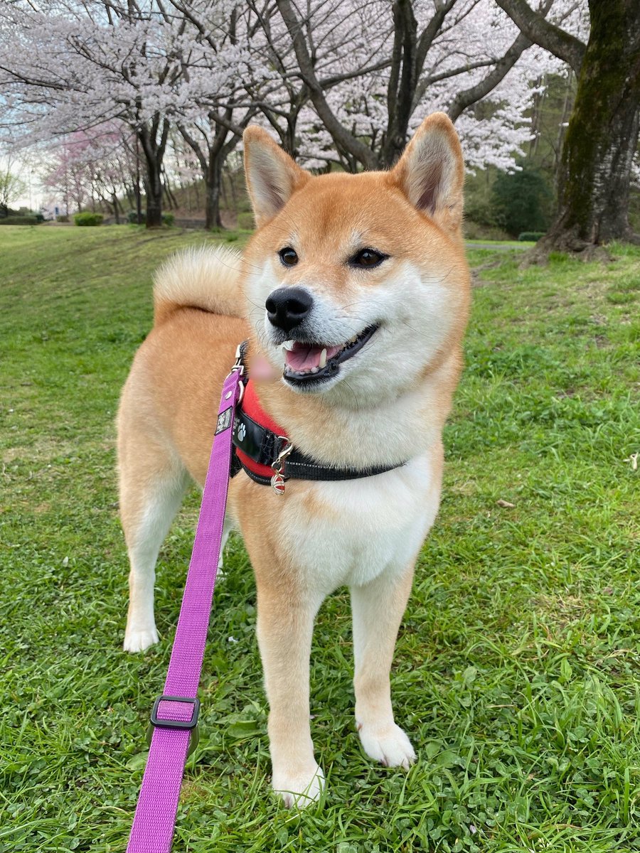 満開の桜と柴 #柴犬