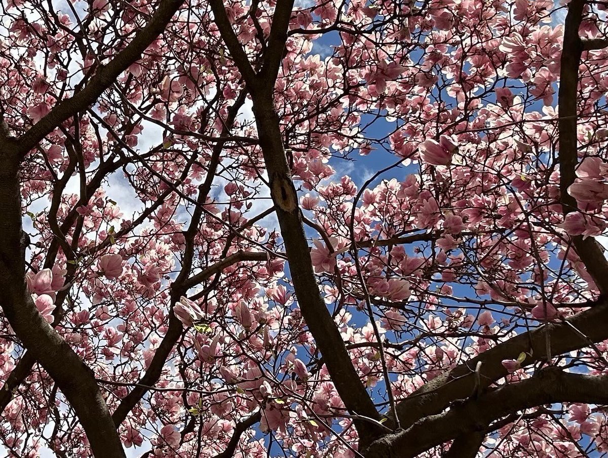 #dorchesterroad #oceanavenue #Brooklyn #NewYorkCity #cherryblossoms #SAKURA #Spring2024 #nature #NaturePhotograhpy #naturelovers #streetstyle #streetphotography #beautiful #photooftheday #newyorkstateofmind #brooklynphotography #trees
