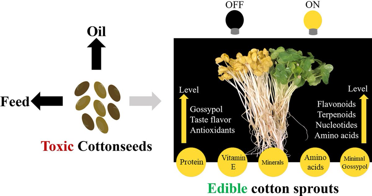 Cotton sprouts as potential vegetable source tinyurl.com/mru4rrcn Cotton sprouts exhibit promising potential as a vegetable source, thereby potentially enhancing the utilization of cottonseed in human dietary contexts @ZZU_China @sciencedirect