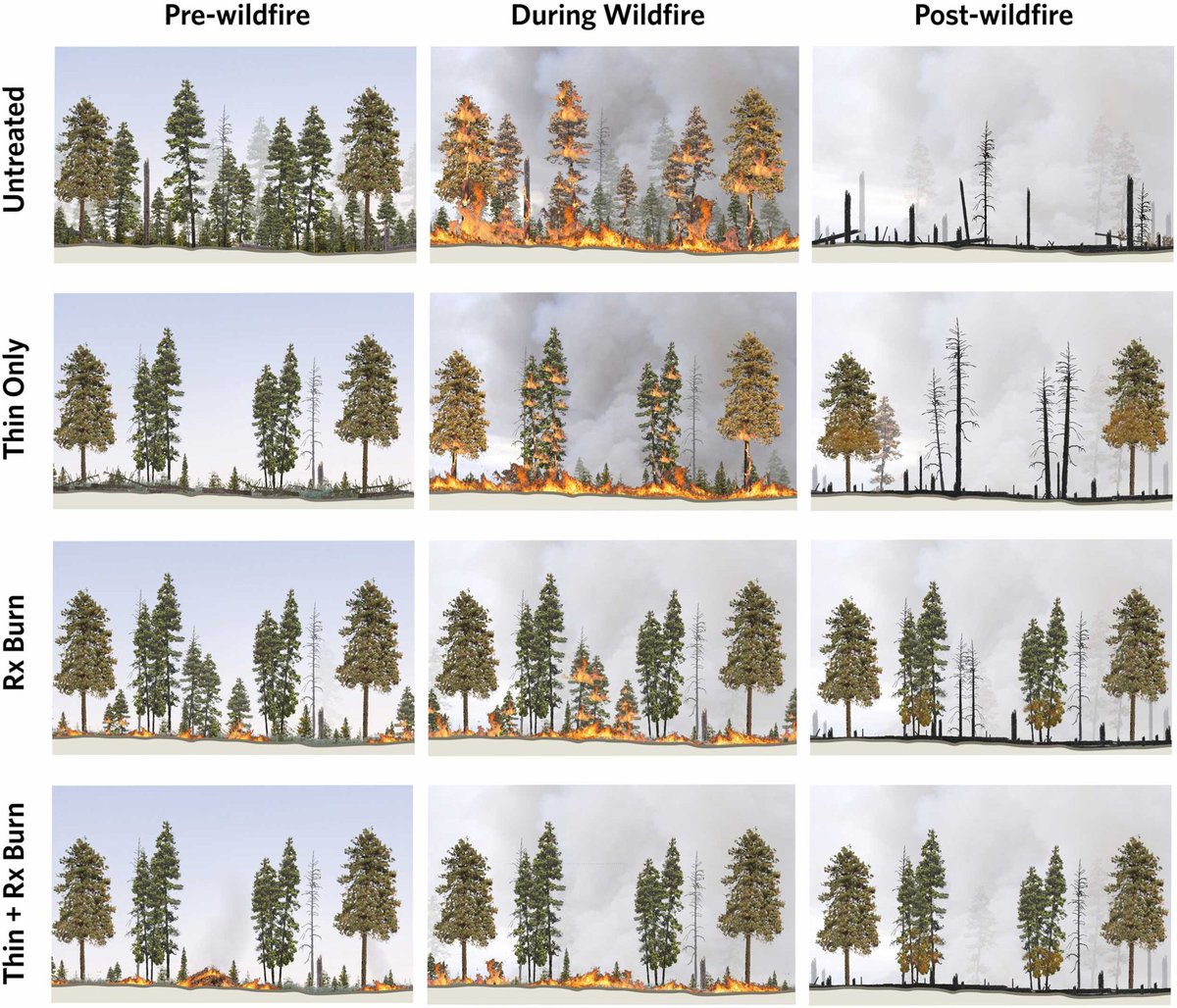 New meta-analysis on western forests and wildfire: 'We found overwhelming evidence that mechanical thinning with prescribed burning, mechanical thinning with pile burning, and prescribed burning only are effective at reducing subsequent wildfire severity.' sciencedirect.com/science/articl…