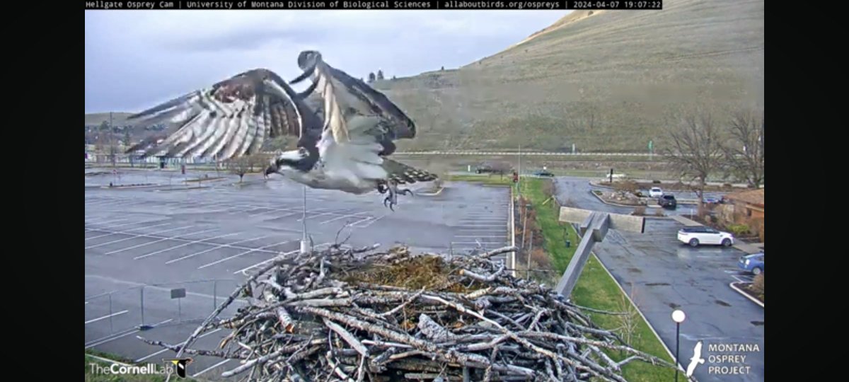 @HellgateOsprey 
4/7 19:06:30 Iris arrives for a quick visit. Stay for a little while, I think to myself. But no, Iris has other plans. She departs 19:07:22