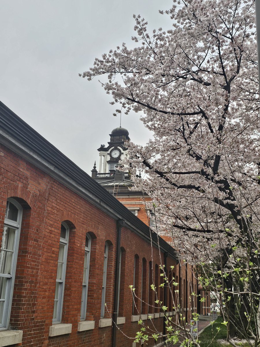 Spring at @snuh_official with cherry blossoms. Hoping for the end of the Korean government's oppression in healthcare and for returning to normal. #MedTwitter #UroSoMe