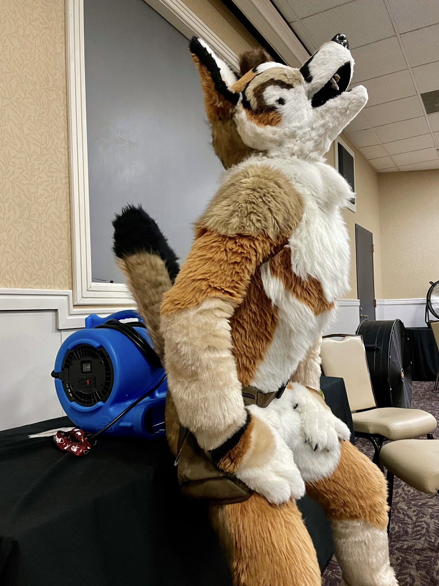 Nothing like cooling off in the lounge after a marathon fox’ing sesh 😮‍💨
📷@BraytonBadger