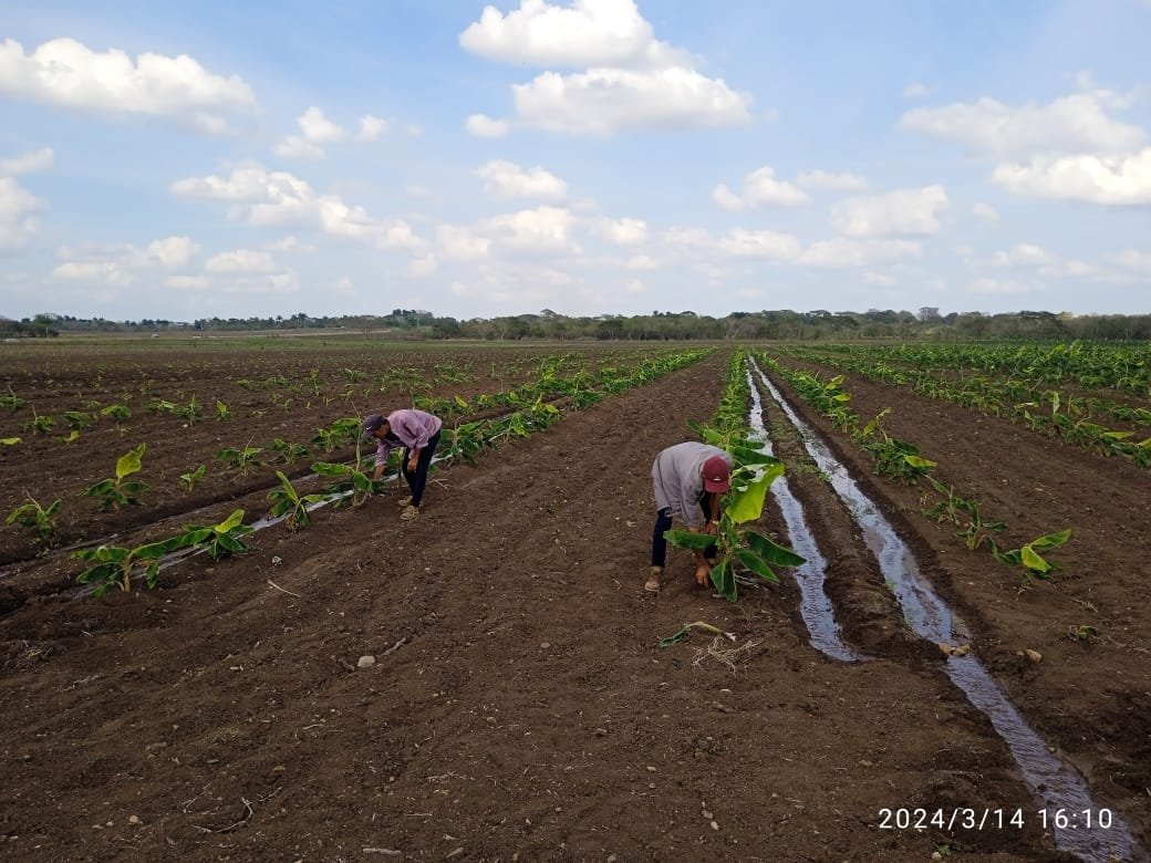 La producción de alimentos para el pueblo es tarea vital e impostergable. En #Camagüey continúa la expansión y desarrollo del Programa de la Agricultura Urbana, Suburbana y Familiar, un proyecto que hoy prestigia a la provincia a nivel de país, a 15 años de su implementación.