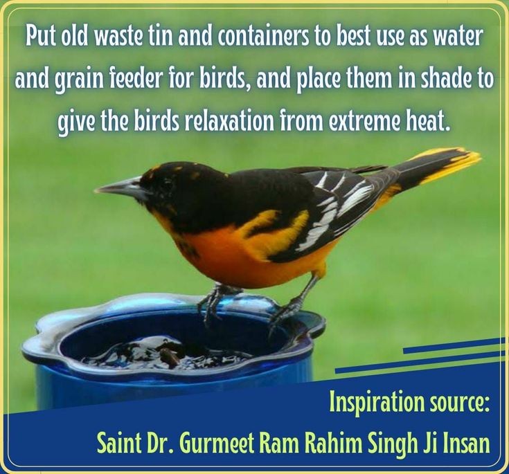 During the hot weather, we need to keep water and food on the roof of the house for birds. With the guidance of Saint Dr MSG Insan, @derasachasauda followers are #BirdsNurturing and provide food to them.