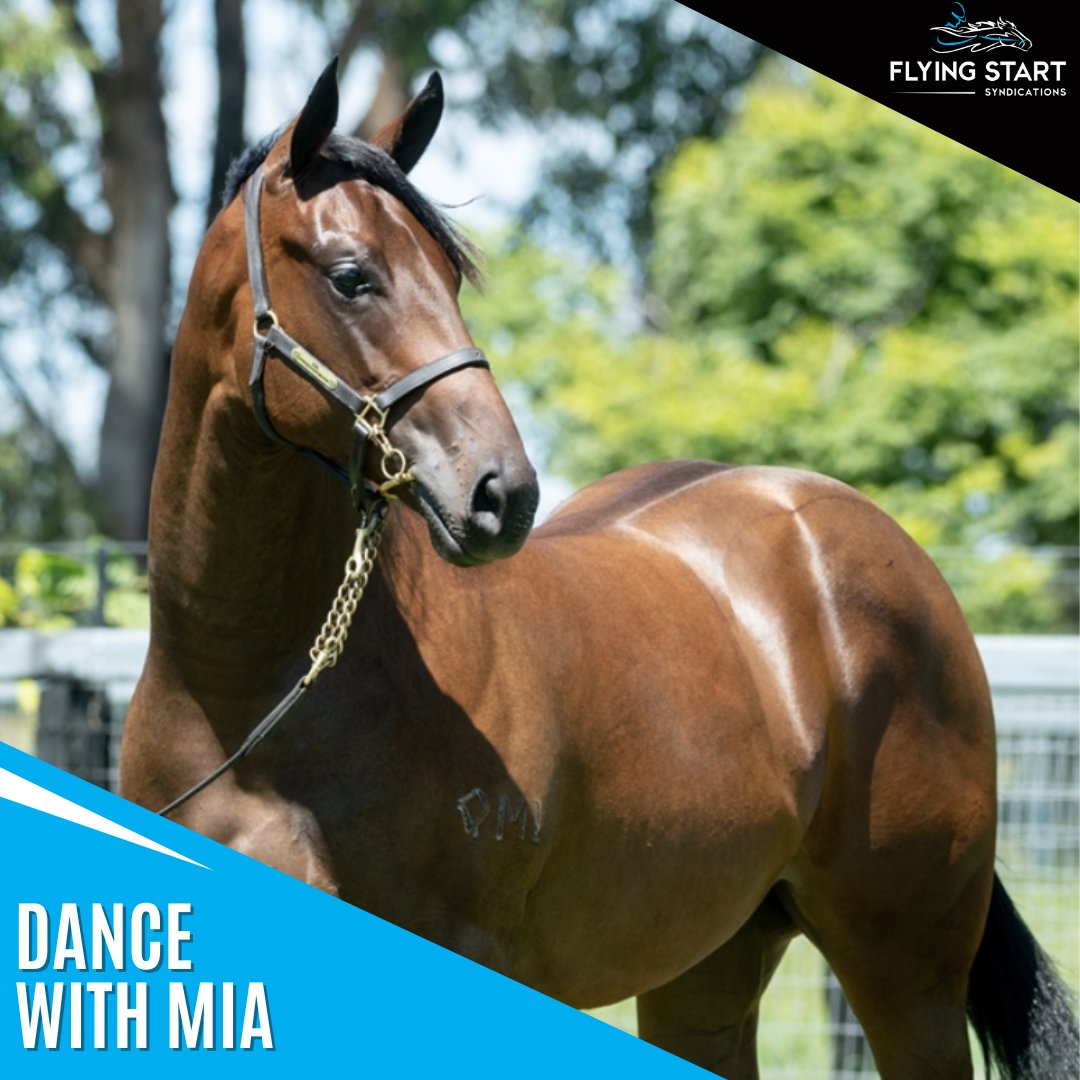 💃 DANCE WITH MIA (Mia) drops back to 1000m today @echucaraceclub for @griffithsdekock 1️⃣ The filly has drawn the inside gate as she goes in search of her maiden win under @pattymoloney Best of luck to her owners 💪🤲 #ourhorsesfly