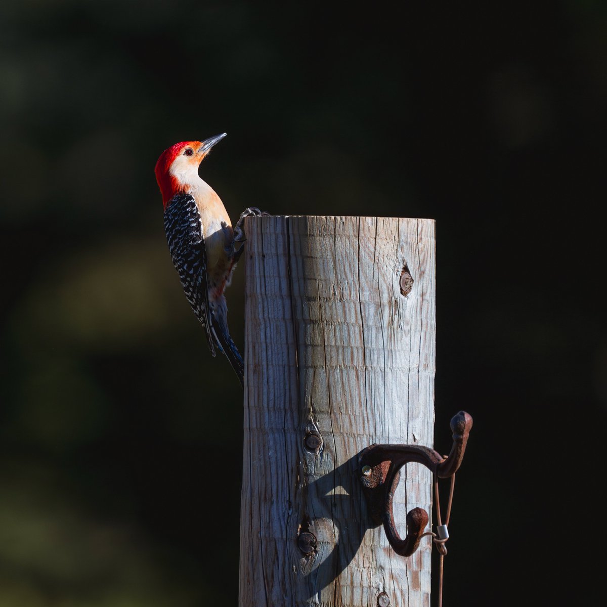 Today in Mom's backyard.