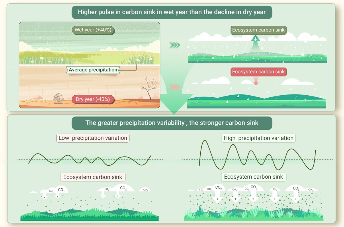 New in The Innovation Geoscience! Positive asymmetric responses indicate larger carbon sink with increase in precipitation variability in global terrestrial ecosystems. In this study, Dai et al. provide new insight into predicting the response of the terrestrial carbon sink to…