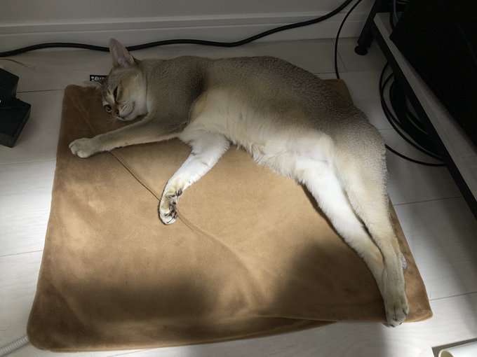 カーペットホカホカChargingネコチャン 