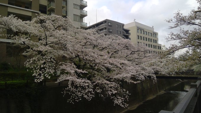 「bridge cherry blossoms」 illustration images(Latest)