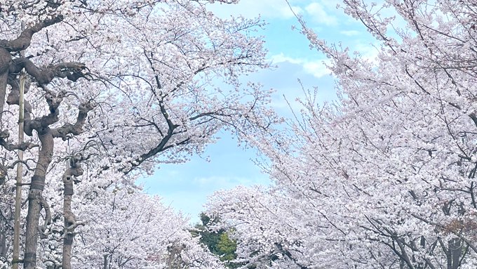「桜 スカート」のTwitter画像/イラスト(新着)｜5ページ目