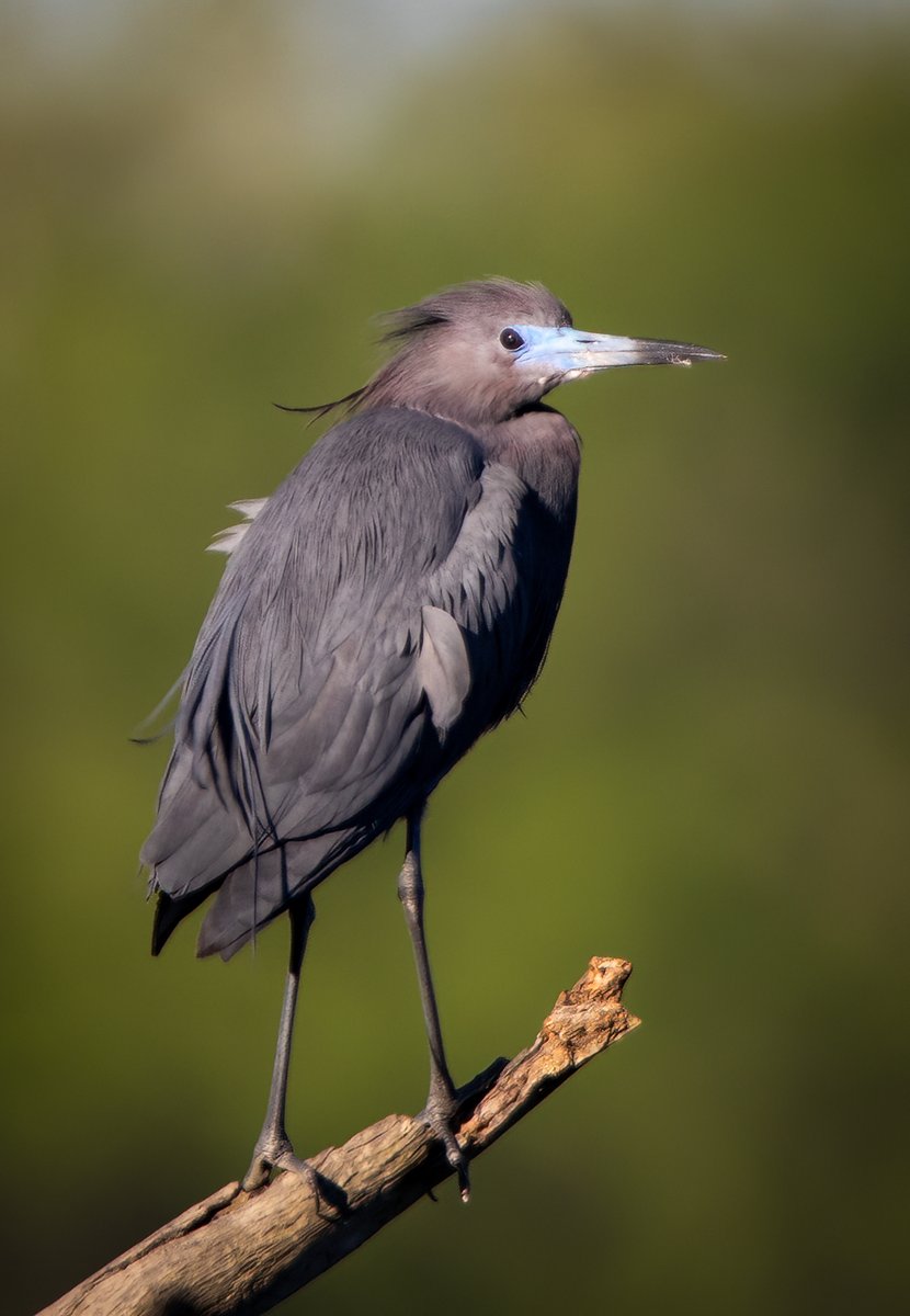 Little Blue Heron.