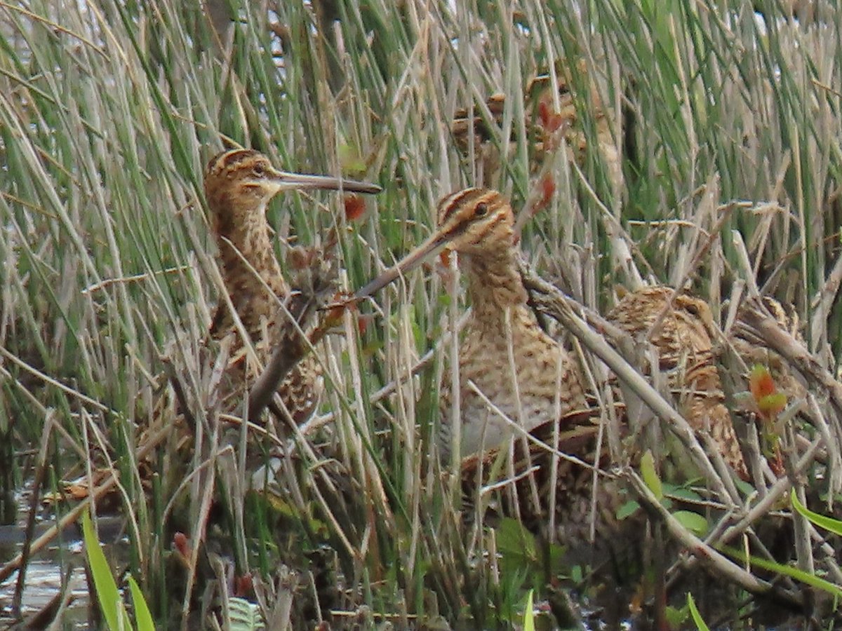 bevw131's tweet photo. Snipe at Fairburn Ings 07/04/24 @peter_maugham @BirdGuides @RSPBAireValley @RSPBbirders #BirdsSeenIn2024 #BirdsOfTwitter https://t.co/Kj51uaVXfR