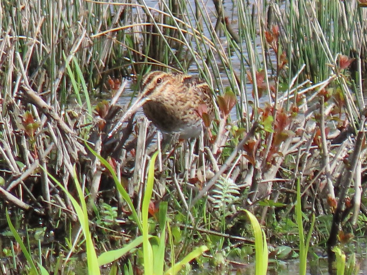 bevw131's tweet photo. Snipe at Fairburn Ings 07/04/24 @peter_maugham @BirdGuides @RSPBAireValley @RSPBbirders #BirdsSeenIn2024 #BirdsOfTwitter https://t.co/Kj51uaVXfR