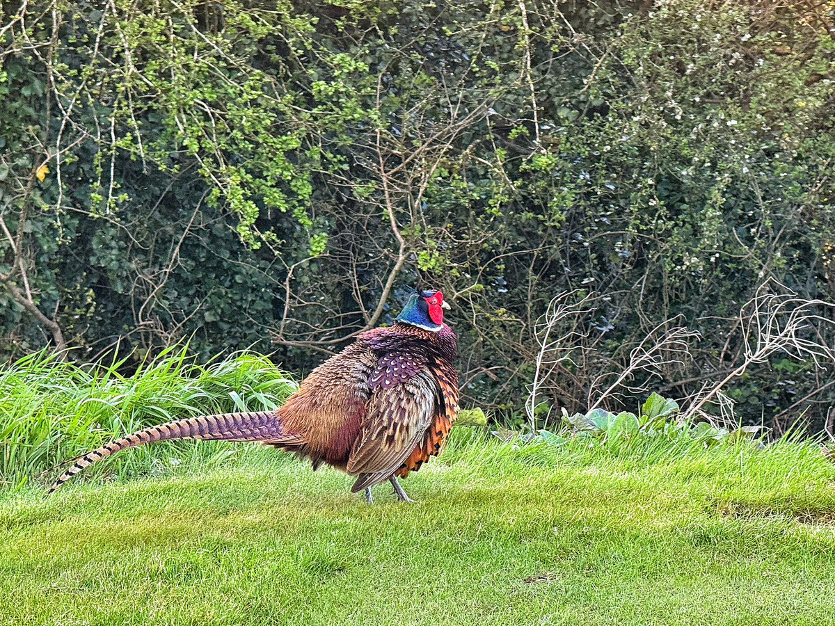 A pheasant ruffling his feathers