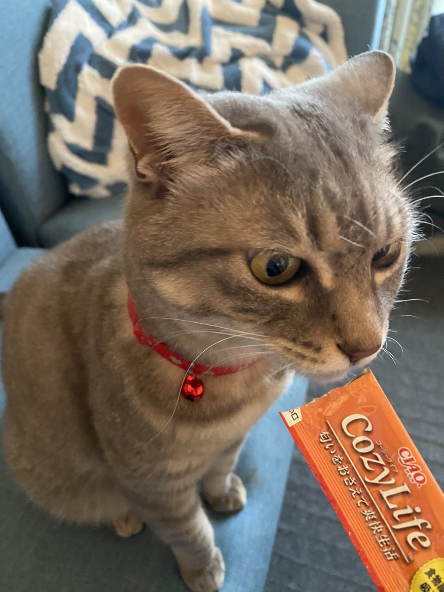 おはようございます😃
今日から次男と長女は新学期✨
みんなバタバタしててかまってくれないから、朝のちゅ〜るはパパからもらう😊