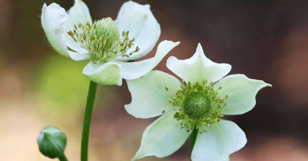 How to Grow and Care for Thimbleweed Flowers - Thimbleweed (Anemone virginiana) is a wonderful naturalizer and an excellent choice for a wildlife garden. Learn to grow this North American native now on Gardener's Path. #gardening #flowergarden gardenerspath.com/plants/flowers…