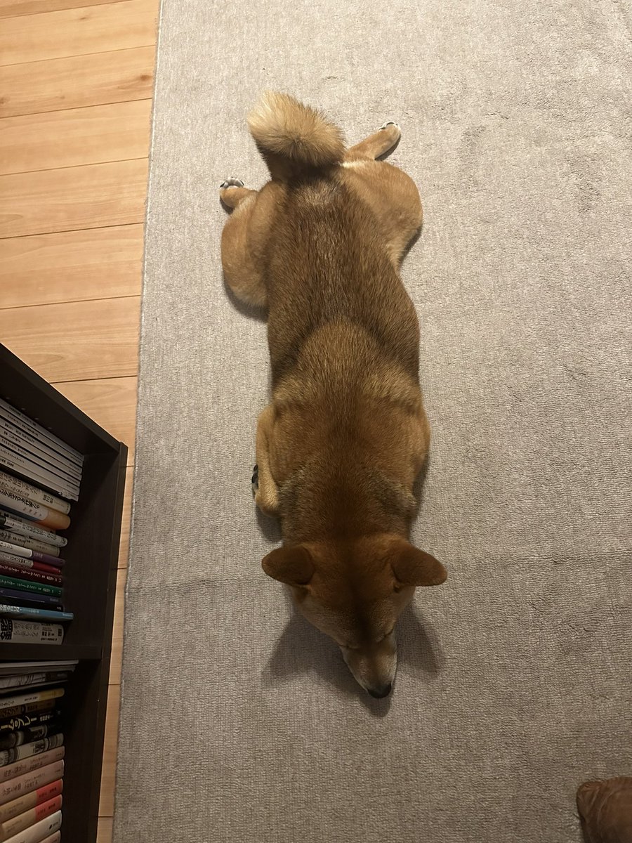 おはよーん☂️ カエルが伸びている🐸 #犬のいる暮らし #柴犬 #shibainu