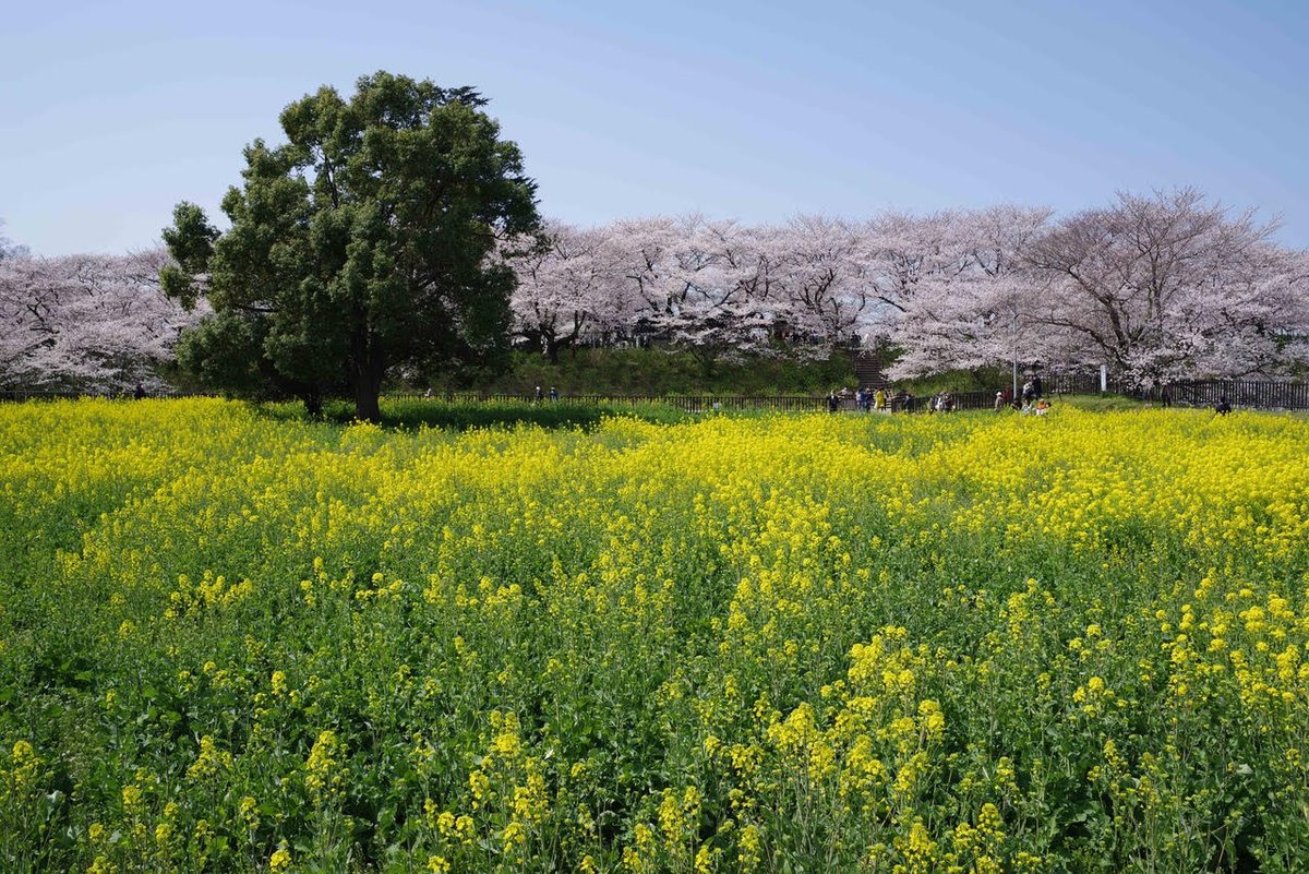 kewpiefc's tweet photo. 私達の工場のすぐ近くにある権現堂では桜が奇麗に咲いております。
日本は春になり暖かくなってきました。
是非私たちの工場にお越し下さい。

#cherryblossom #hyaluronicacid #sustainable #recyle #sodiumhyaluronate #japan #桜 #リサイクル #ヒアルロン酸 #サステナブル #春 #日本 https://t.co/Fdzc62xkOY