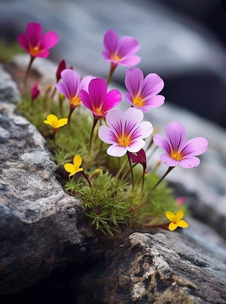 🍃کنجوسی کے لیے مـالدار ہونا ضــروری نہیـں، 🍃
♥️آدمی خــالی ہاتھ بھی بخیـل ہو سـکتا ہـے ♥️

🌷اگـر مسـکرانا چھـوڑ دںے۔۔ !!🌷

🙏⚡️🙏