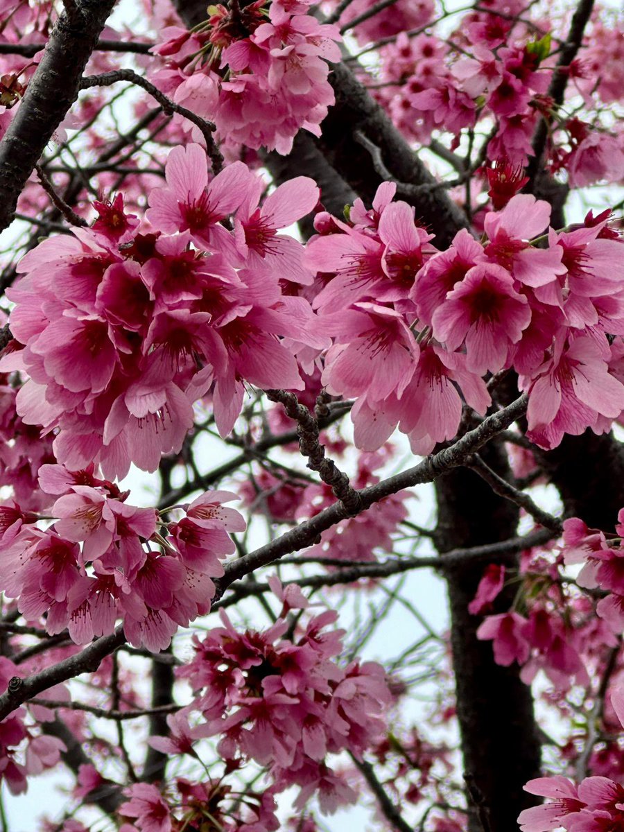 Much has changed in the world since my last trip to Tokyo but some things don’t: the cherry blossoms keep blooming as does Japan‘s commitment to bringing hope to millions displaced globally.   Looking forward to fruitful exchanges with private, government & religious partners.