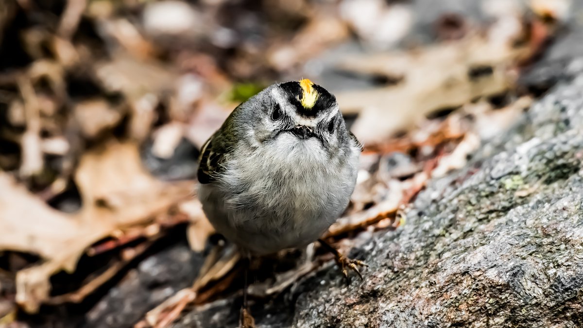 r2junot's tweet image. small #bird in #park w/#mohawk in #nyc