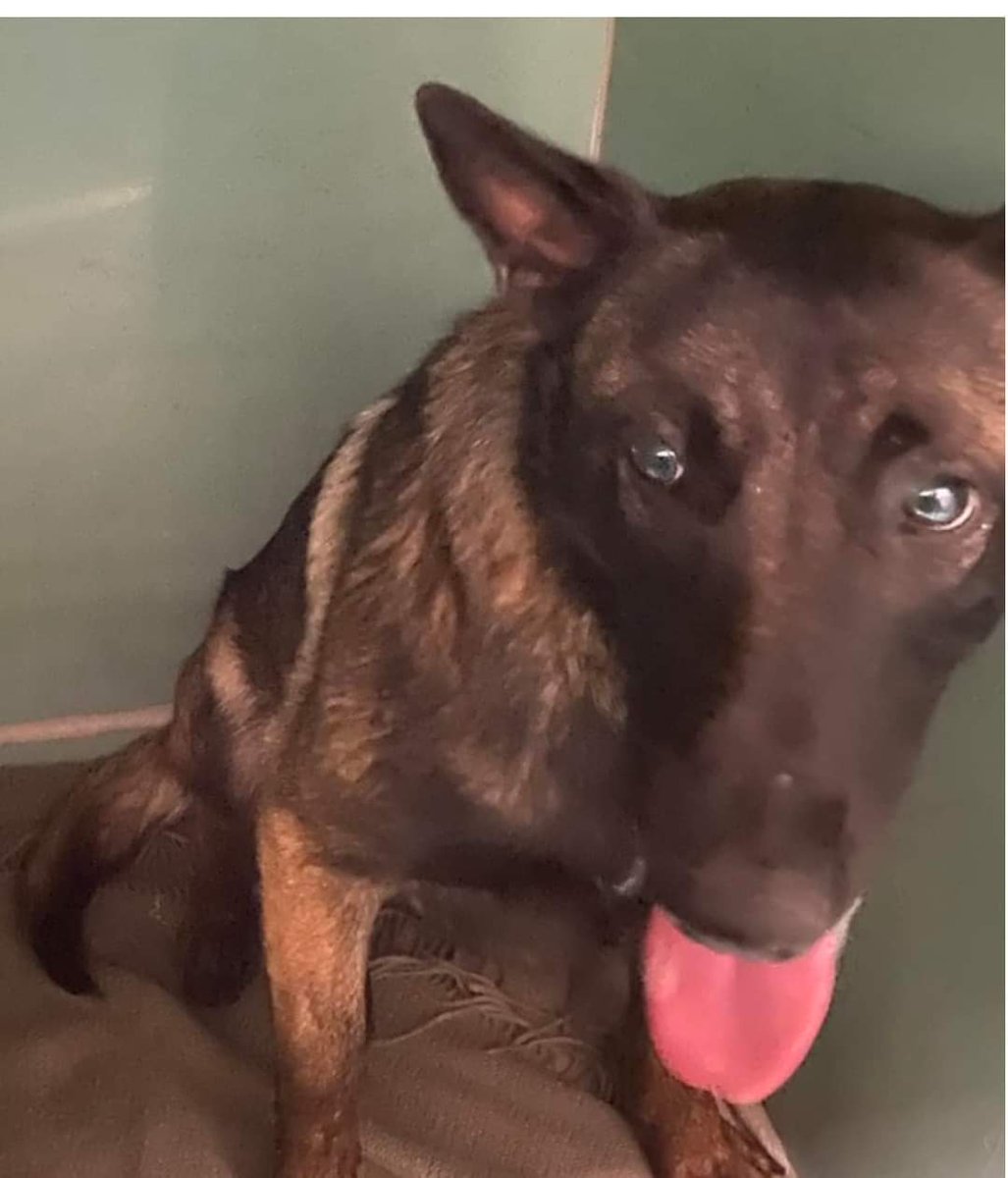 MyBoxerLuvMac1's tweet photo. 💔Rye💔
#NYCACC #196962 7M
▪️To Be Killed: 4/9💉
▪️1 Pic!

Precious baby's💔, found on Canarsie Pier/Rockaway Plaza/Bklyn.
Who knows all endured!
Terrified, thrashes, refuses 2 walk, who cld blame her?
Needs loving, N.East #Foster, 2 decompress, feel safe.

Pls #pledge
💞Rye https://t.co/LMHNWilY1a