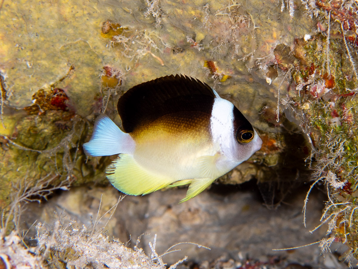 This might not be the most beautiful angelfish, but is a species that I've wanted to photograph for a long time. Perhaps the deeper living angelfish in the world, Centropyge abei lives in western Pacific deep reefs at 140+m depth.