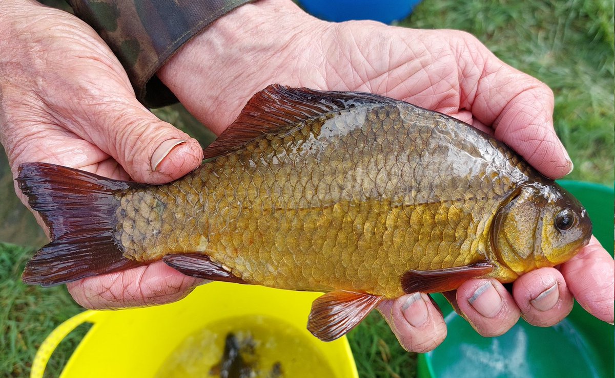 The #Crucian Carp. Gold-green, with rounded fins & no barbules. #crucians24