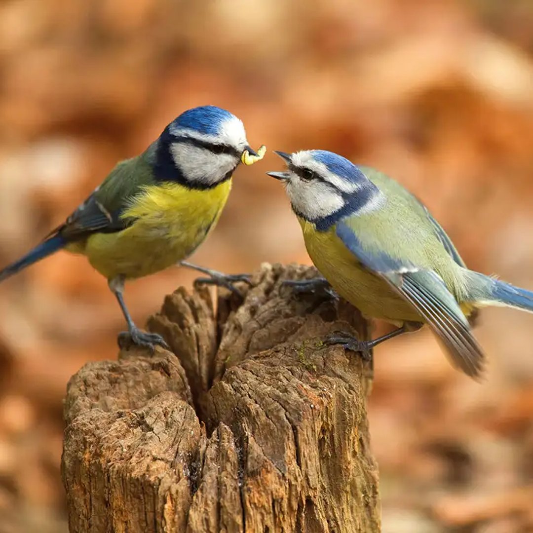 BlueTitsBase's tweet photo. Honestly, the bull thesis for $TITS is quite simple, and it just requires some simple mathematical skills to run the numbers. 

Dedicated birdwatchers WILL accumulate, and non-birders will be sidelined. https://t.co/zLCciziClv