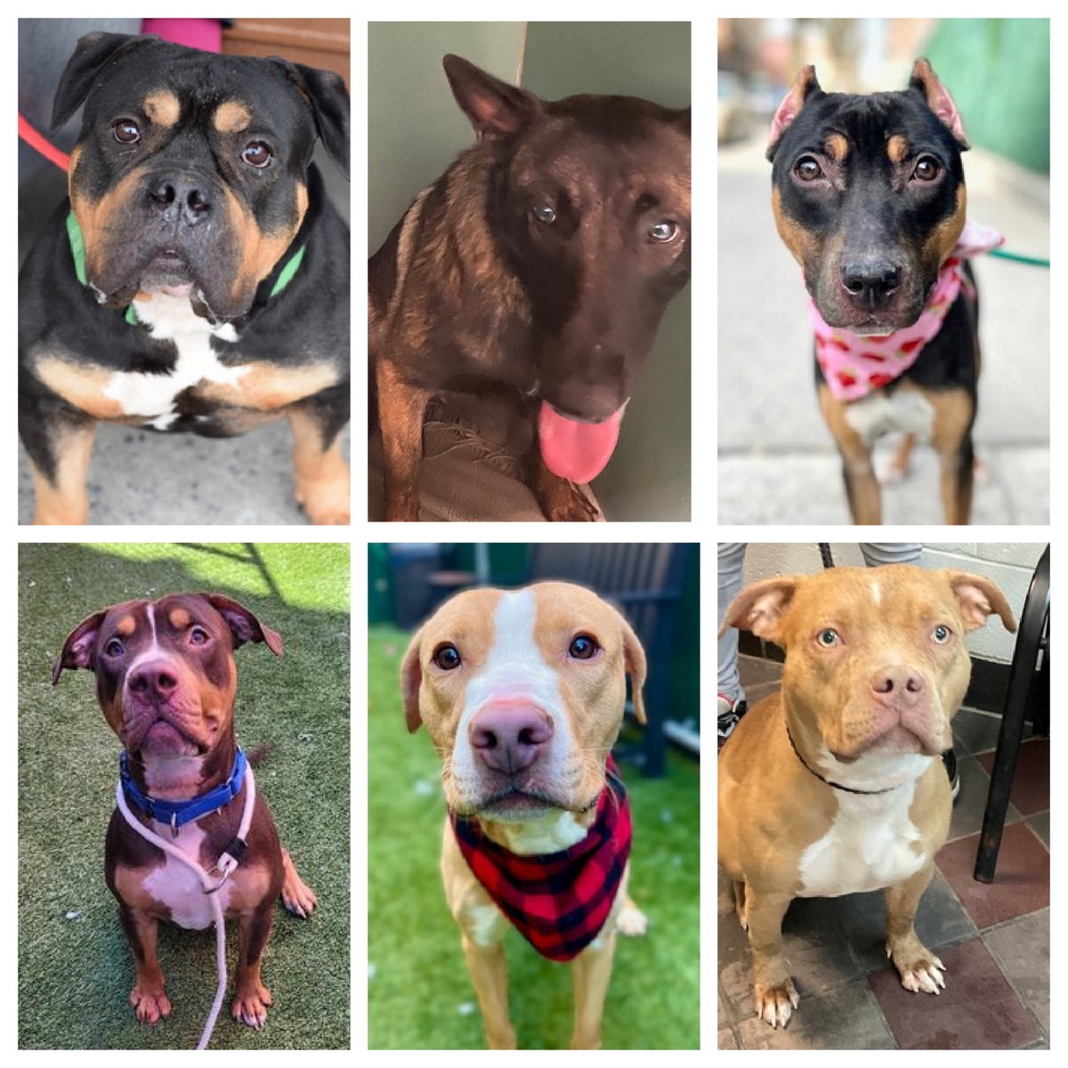 NYCACC's hit list comprises 16 dogs TBK Tuesday, five of those are new to the list. Spark's adoption has fallen through and he's back, plus DELISTED Maximo, Lady, Jigglypuff and Cobain who are in great need. Please help us: repost/share and pledge if you're able, email…