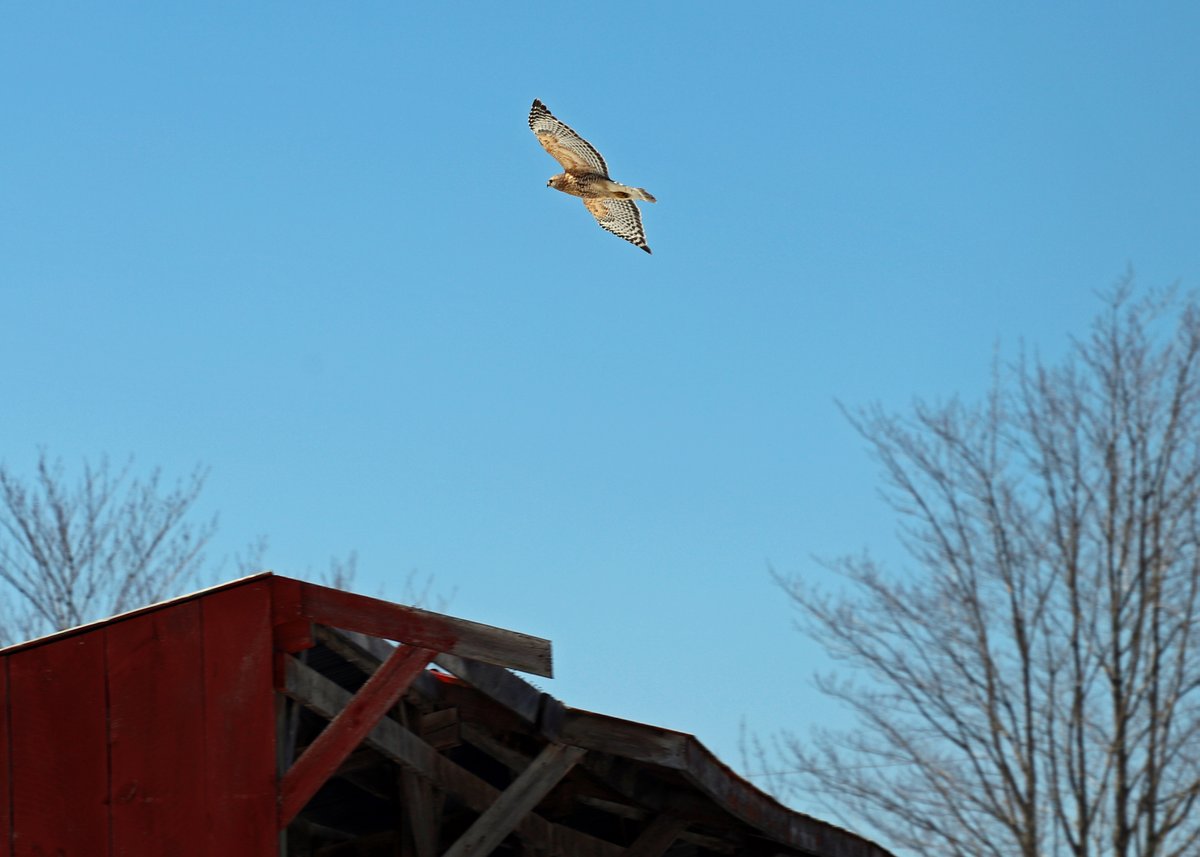 Bluebird day in #newhampshire with a wild side.