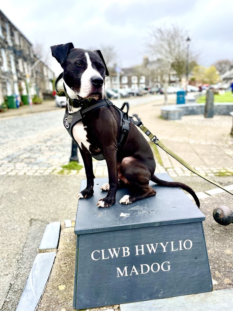 Our very handsome Ralphie ❤️🐾