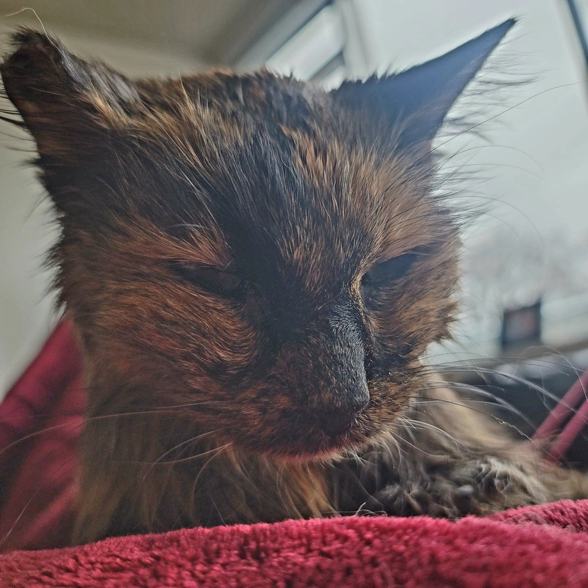 It's a rainy Sunday here, so I'm just taking it easy. I hope you're all having a wonderful day. #superseniorcatsclub #cats #CatsOfX #CatsAreFamily