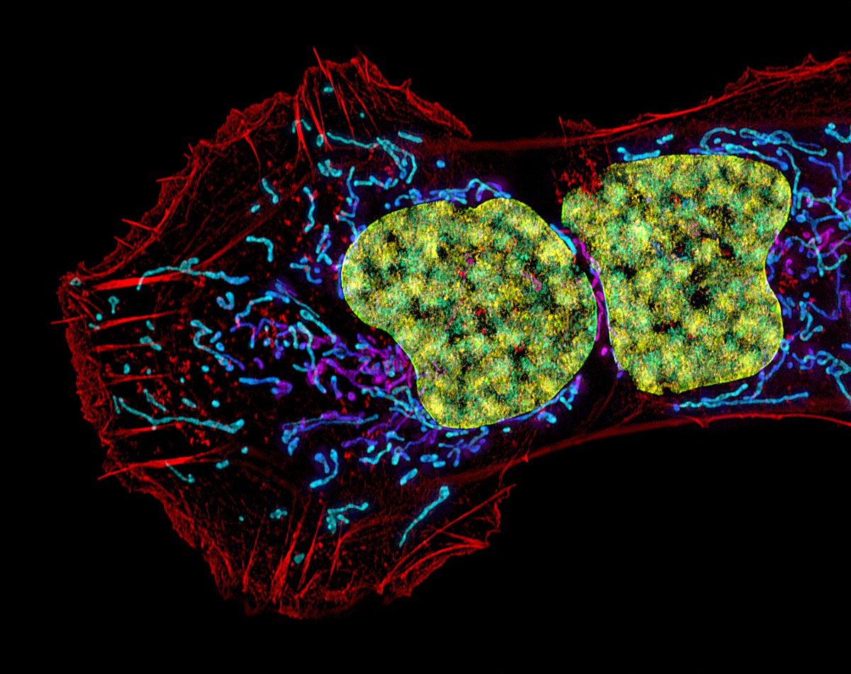 A cell with two nuclei photographed through a microscope. DNA (yellow), mitochondria (blue/purple), and actin filaments (red) are shown. #CellBiology