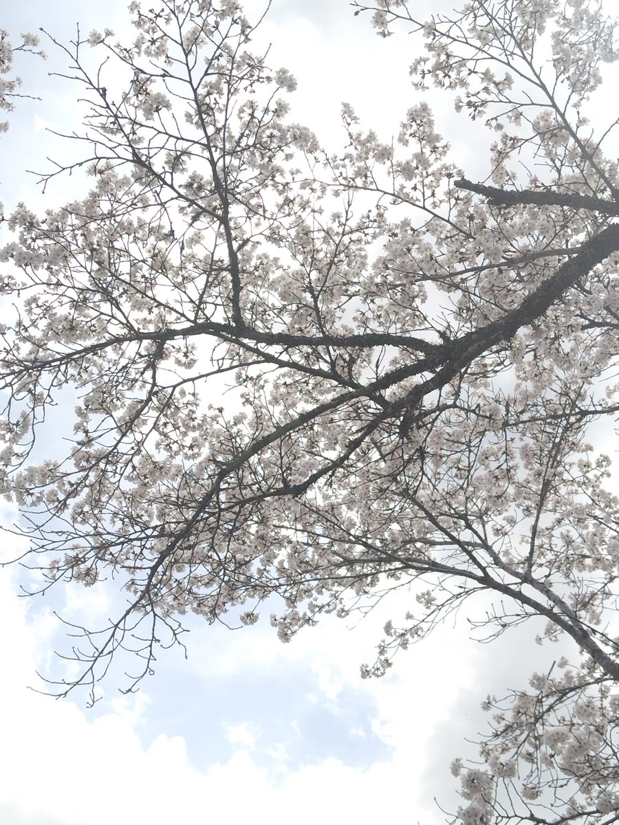🍎さくっち🍏 tweet media