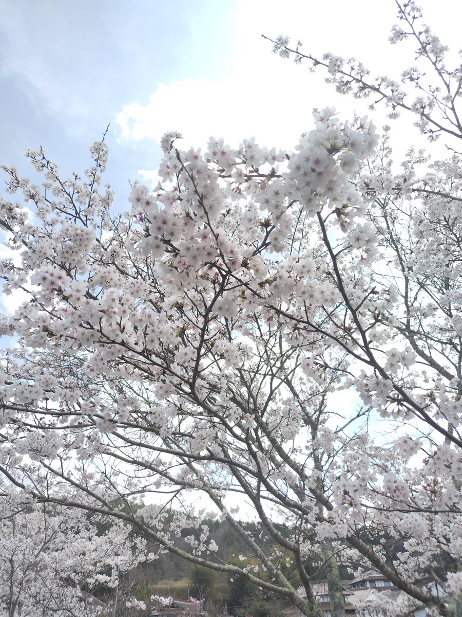 🌸お花見🌸🎶✨✨✨✨✨