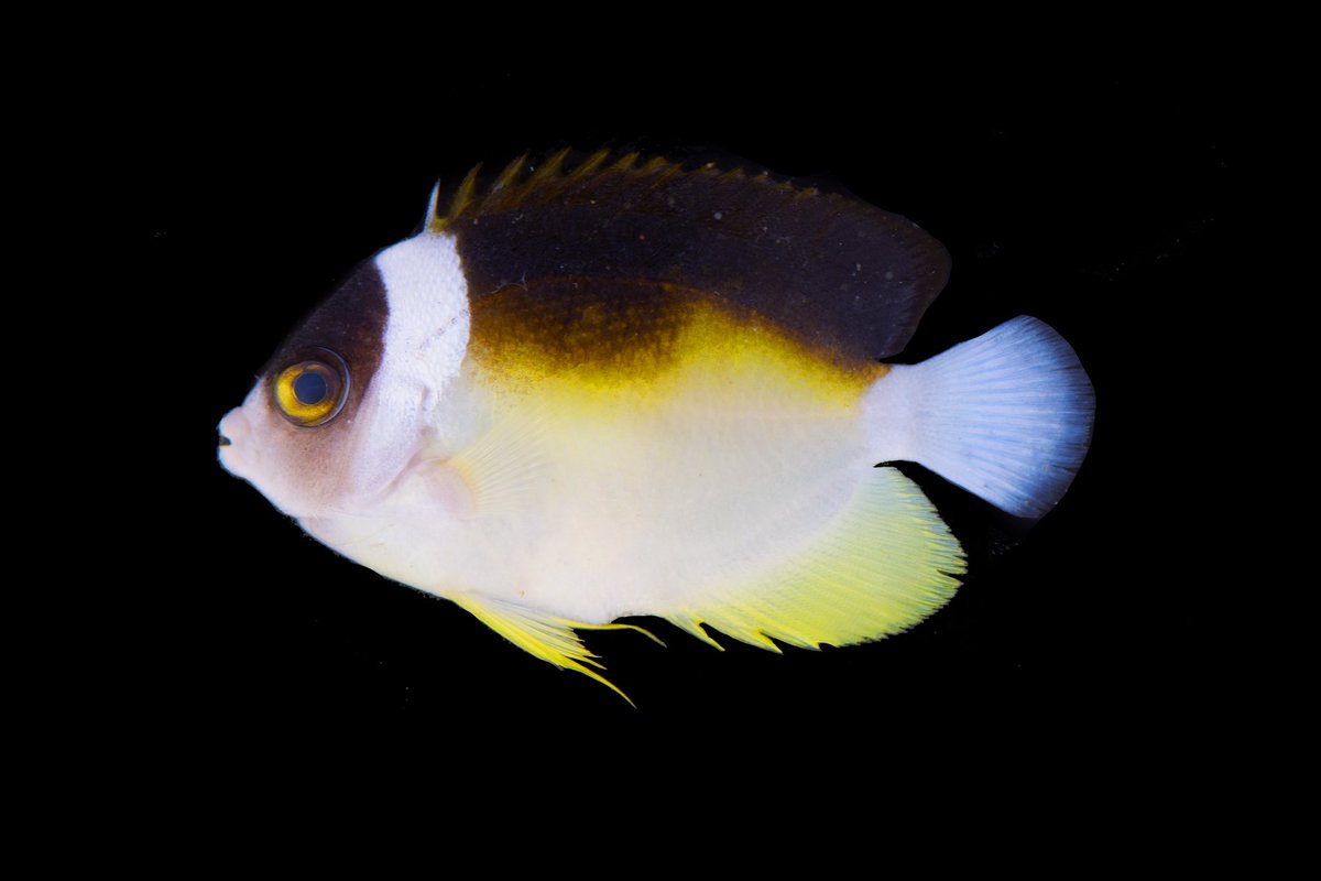 KaiTheFishGuy tweet media