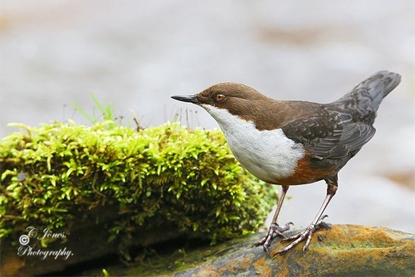 Dipper taken yesterday.  Dipper. #dipper  #songbirdDipper  #dipper  #ukwildlife  #ukbirds  #birdofinstagram  #songbirds  #birdphotography  #ringedbirds  #riverbirds