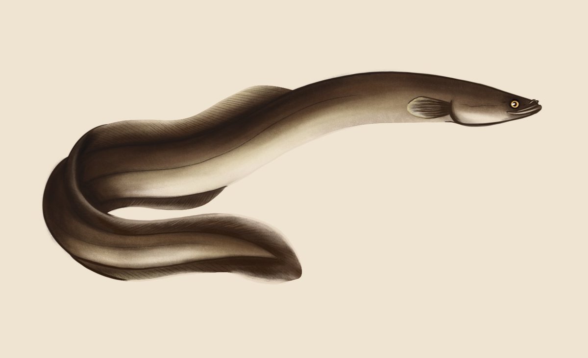 #SundayFishSketch American eel (Anguilla rostrata)