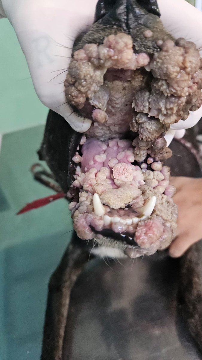 📣 En <a href="/CasitaDeLula/">Refugio la casita de Lula</a> estan tratando a esta perrita rescatada por papilomatosis muy grave. Te pedimos ayuda para su tratamiento 🙏

🟢 Para ayudarnos desde Argentina CVU de MercadoPago a nombre de Galia Rossi 👉 lacasitadelula. 

🟢  Para ayudarnos fuera de Argentina esperamos tu